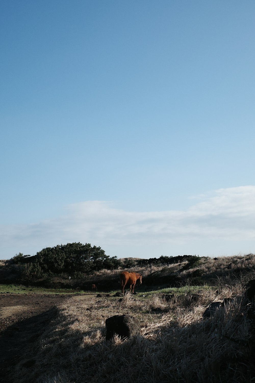 a brown horse standing on top of a dry grass field