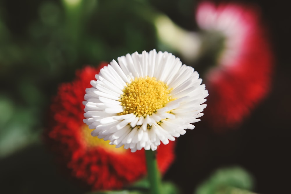 a close up of a white and yellow flower