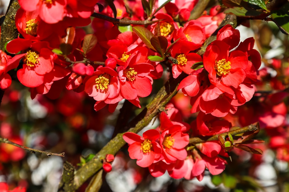 a bunch of red flowers that are on a tree