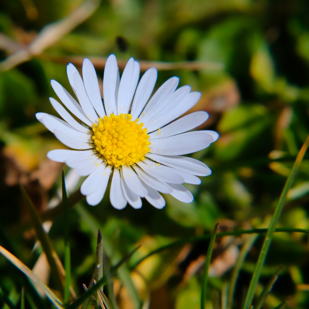 a close up of a flower in the grass