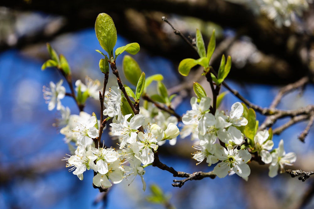 a branch of a tree with white flowers