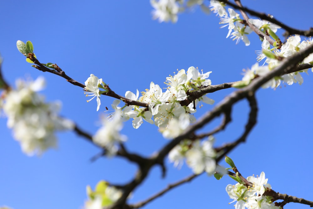 a tree branch with white flowers against a blue sky