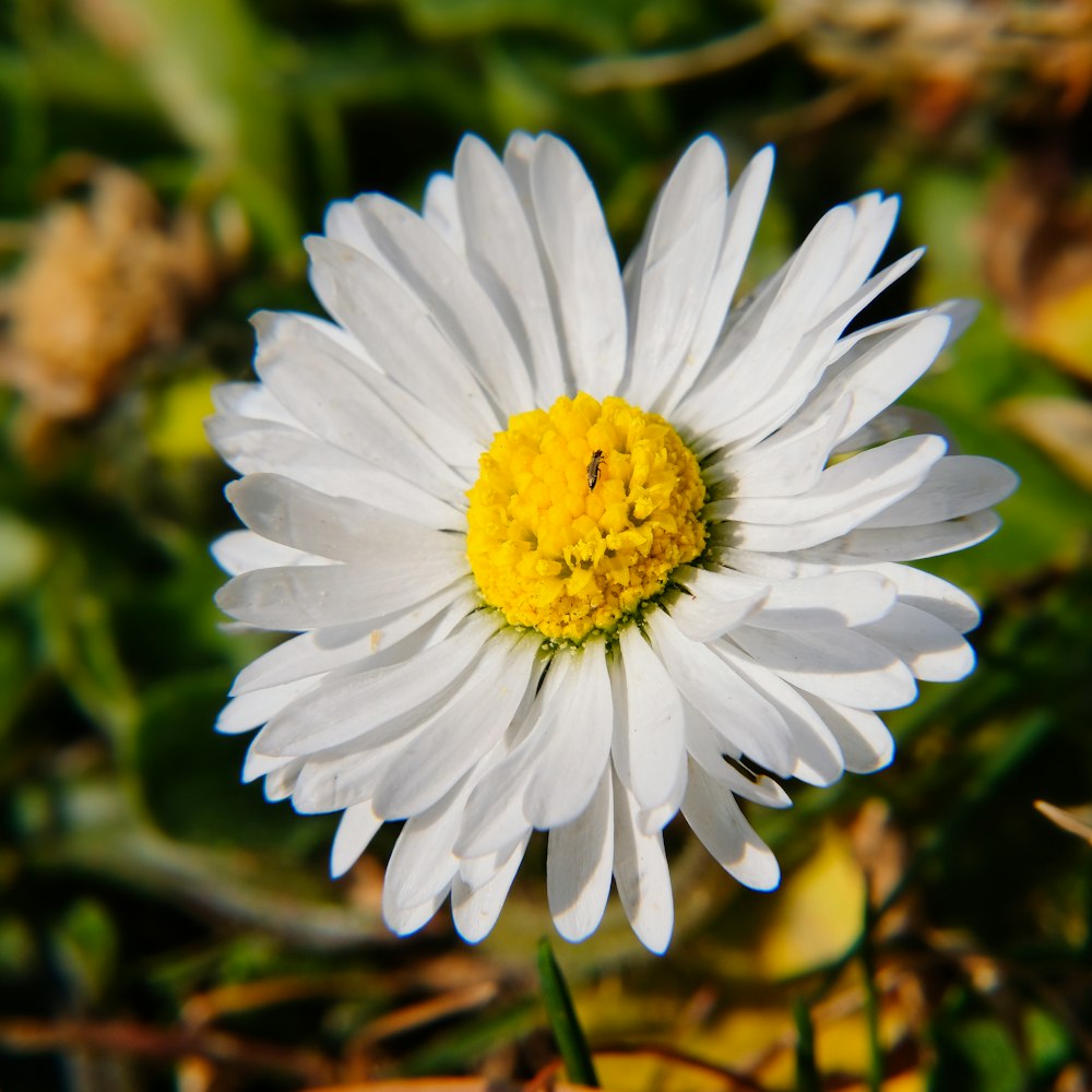 um close up de uma flor branca e amarela