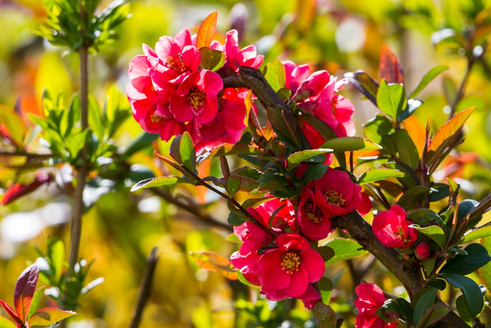 a bush with red flowers and green leaves