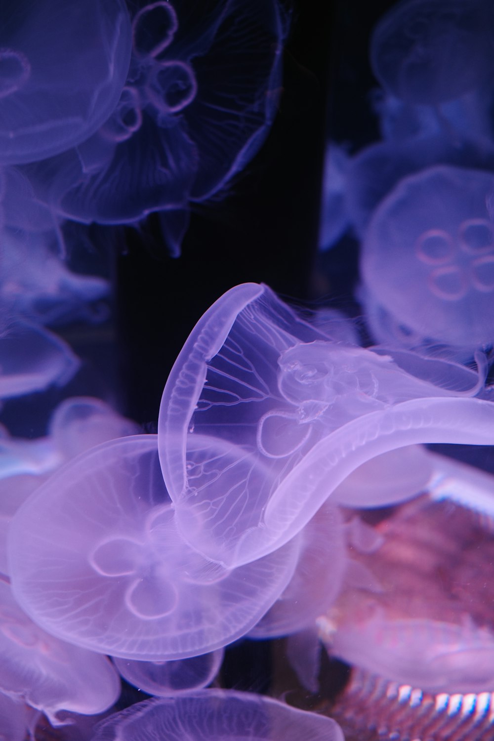 a close up of jellyfish in a tank