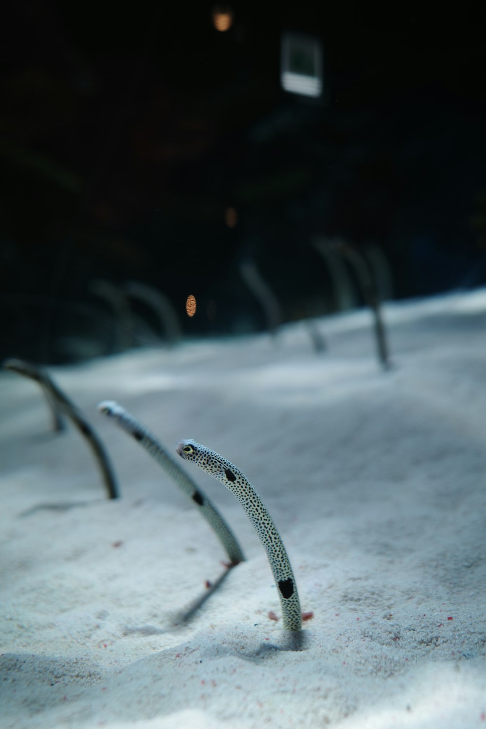 a close up of a pair of skis in the snow