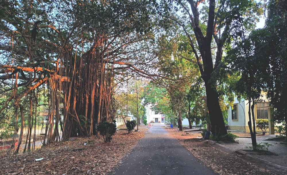 a street lined with lots of trees next to a lush green forest