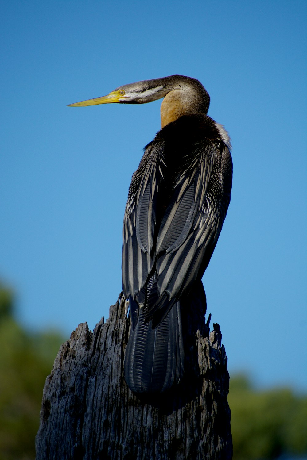 a bird sitting on top of a tree stump