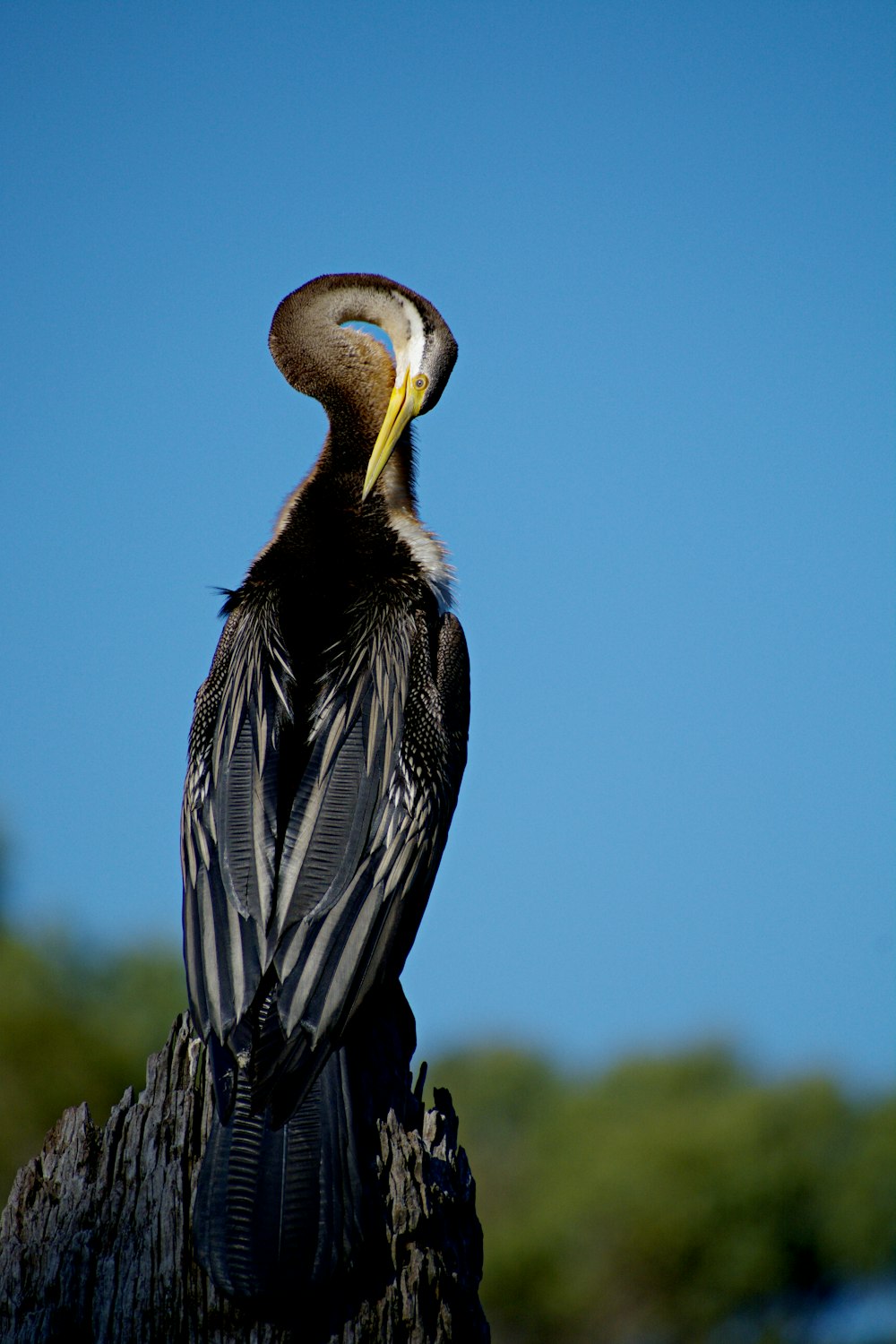 a bird sitting on top of a tree stump