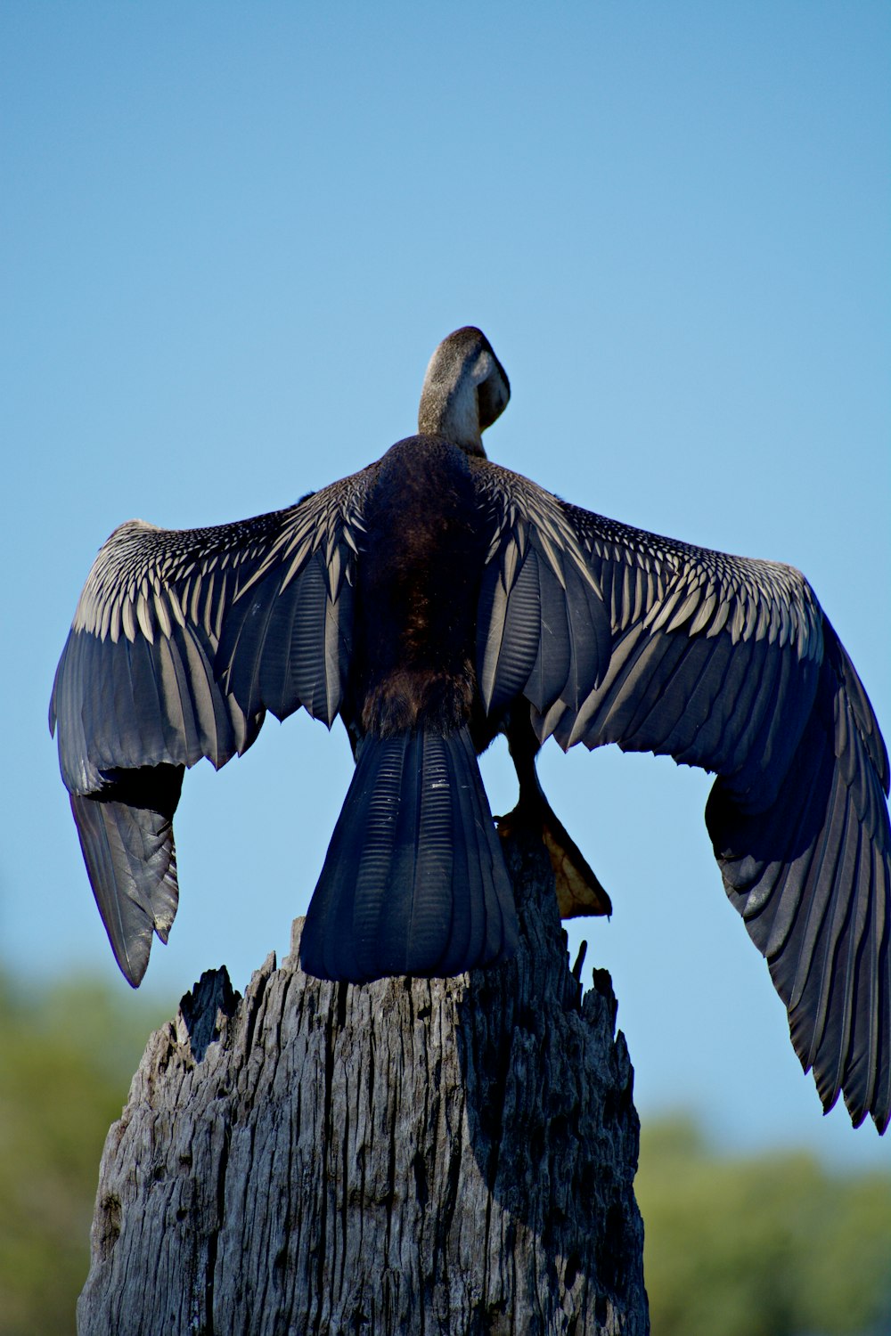 a bird with its wings spread sitting on top of a tree stump