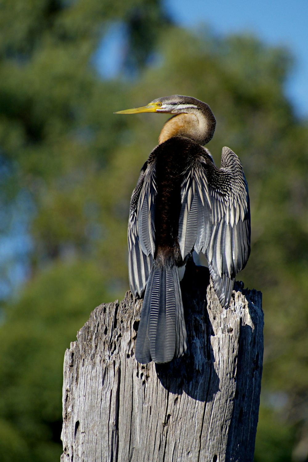 a bird sitting on top of a wooden post