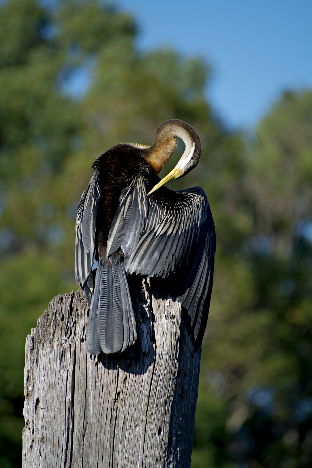 a bird sitting on top of a wooden post