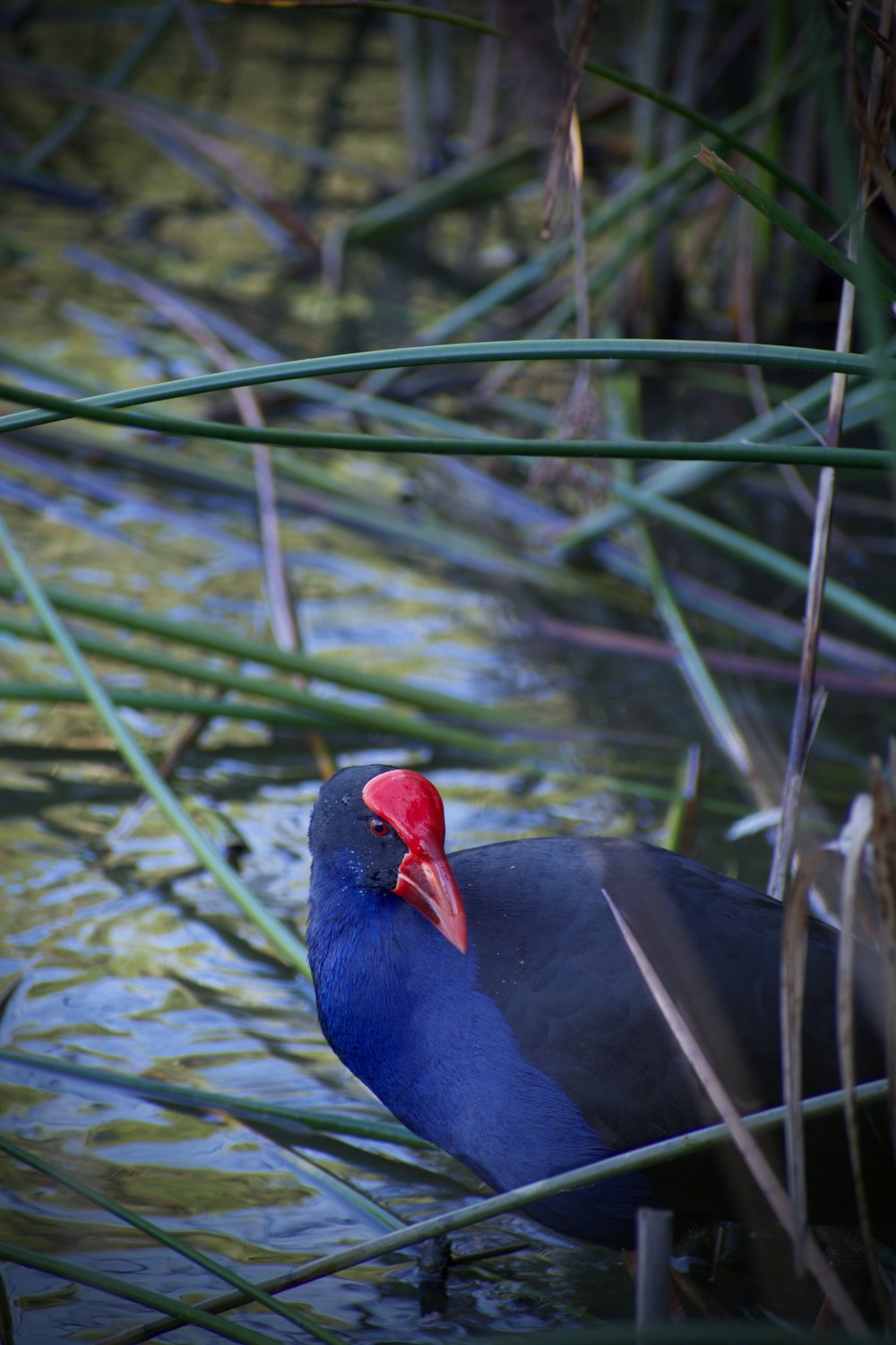 um pássaro azul com uma cabeça vermelha em pé em um corpo de água