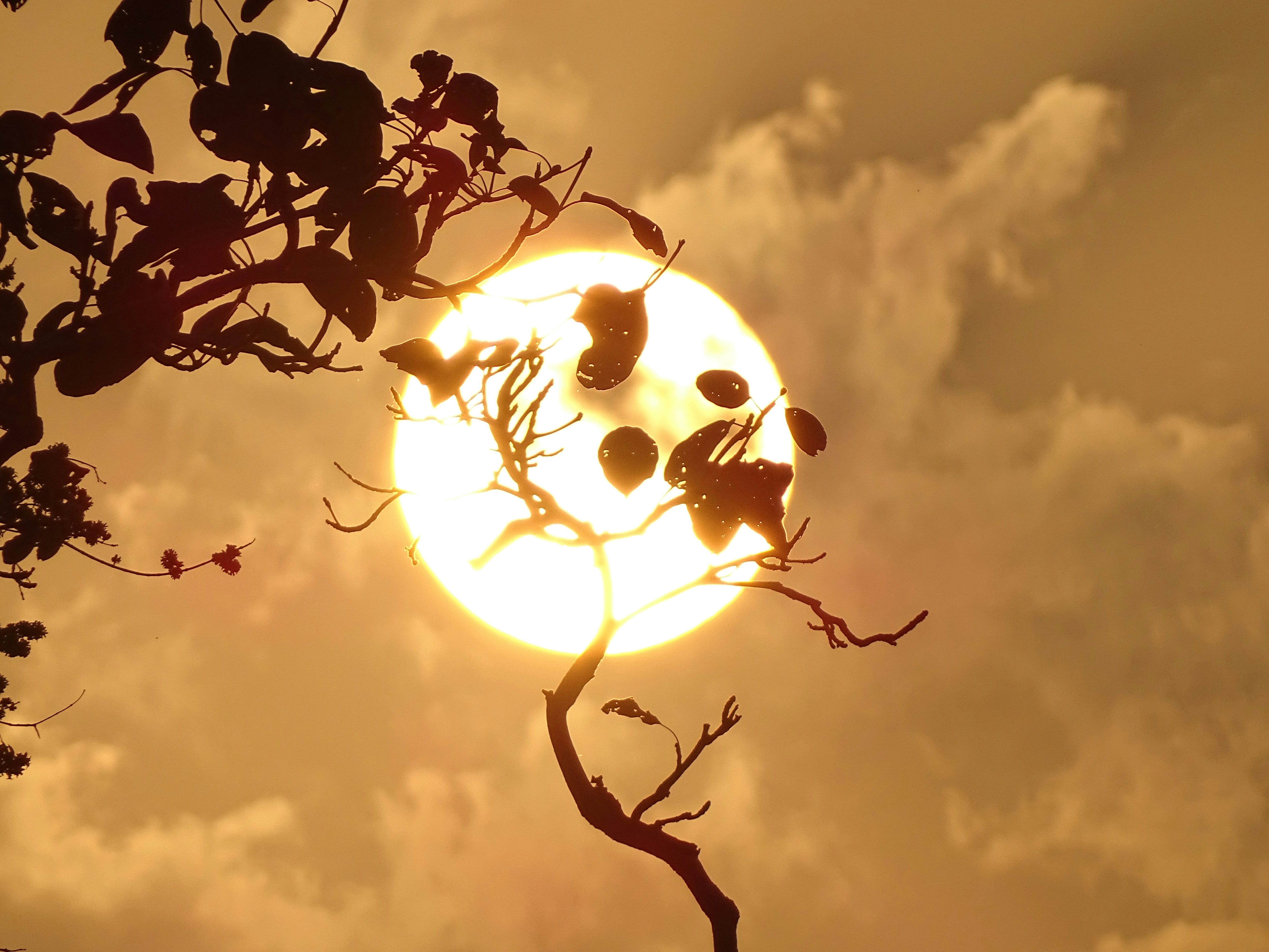 the sun is setting behind a tree with no leaves