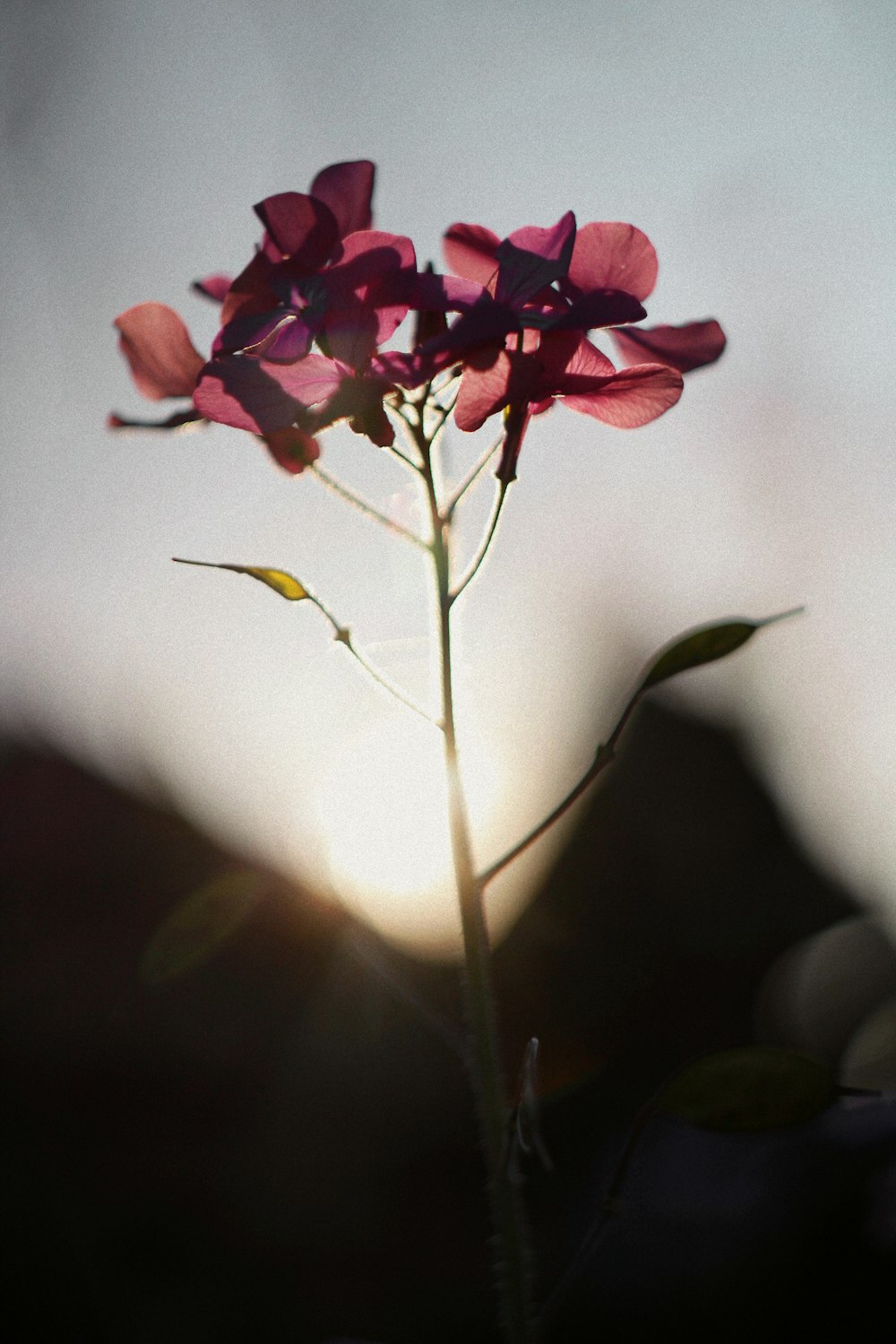 a close up of a flower with the sun in the background