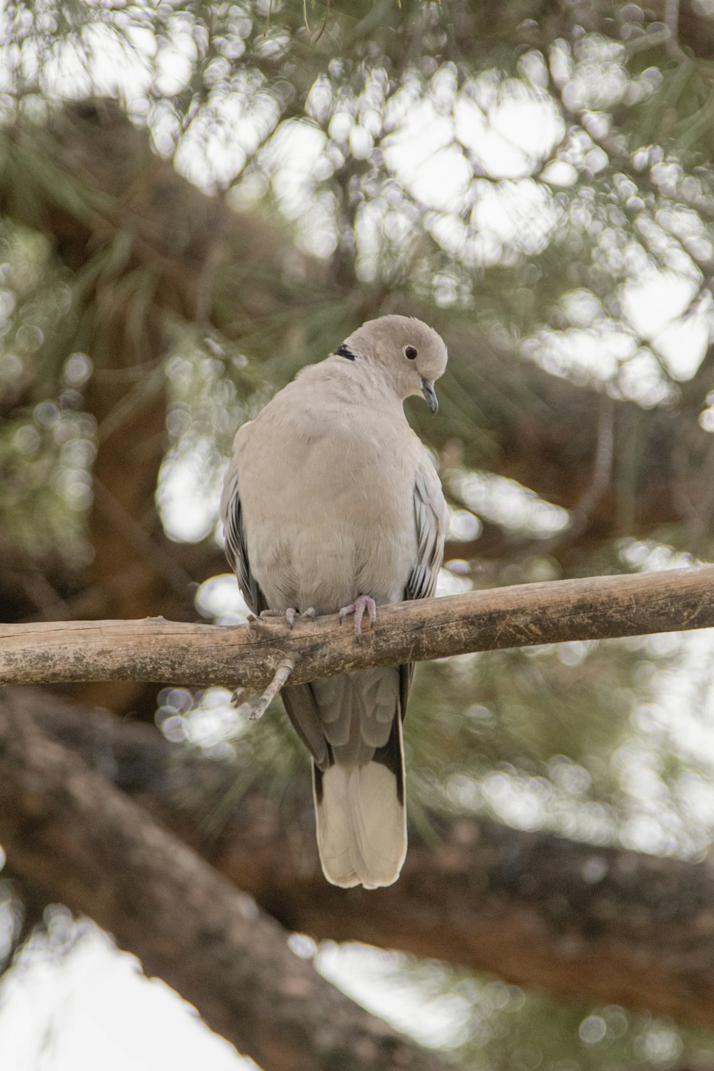 a bird perched on a branch of a tree