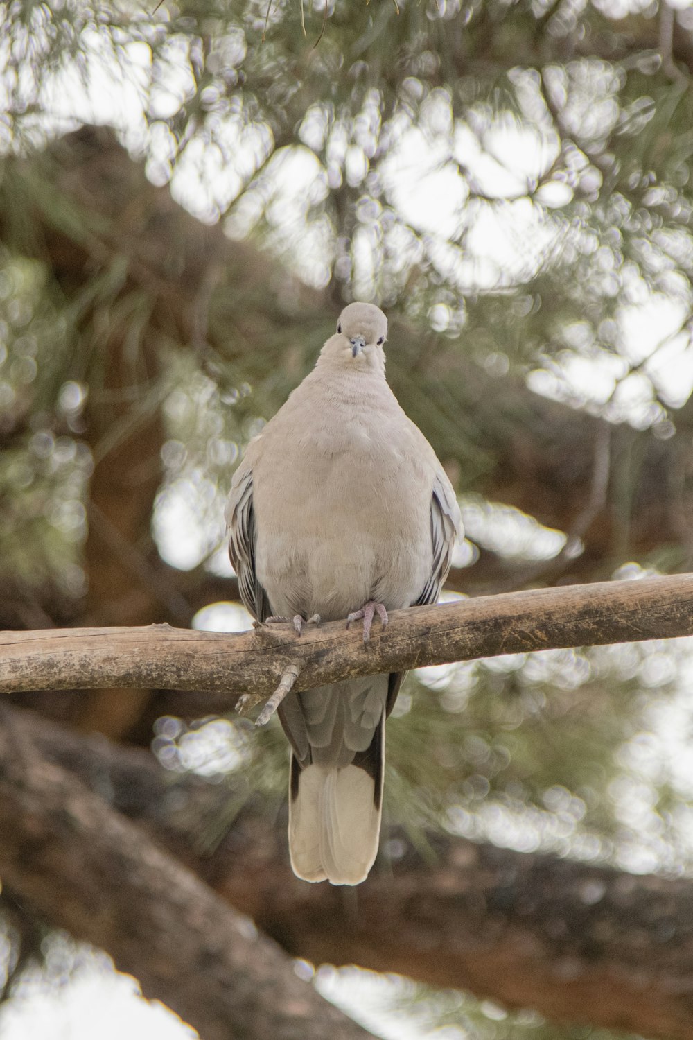 a bird perched on a branch of a tree