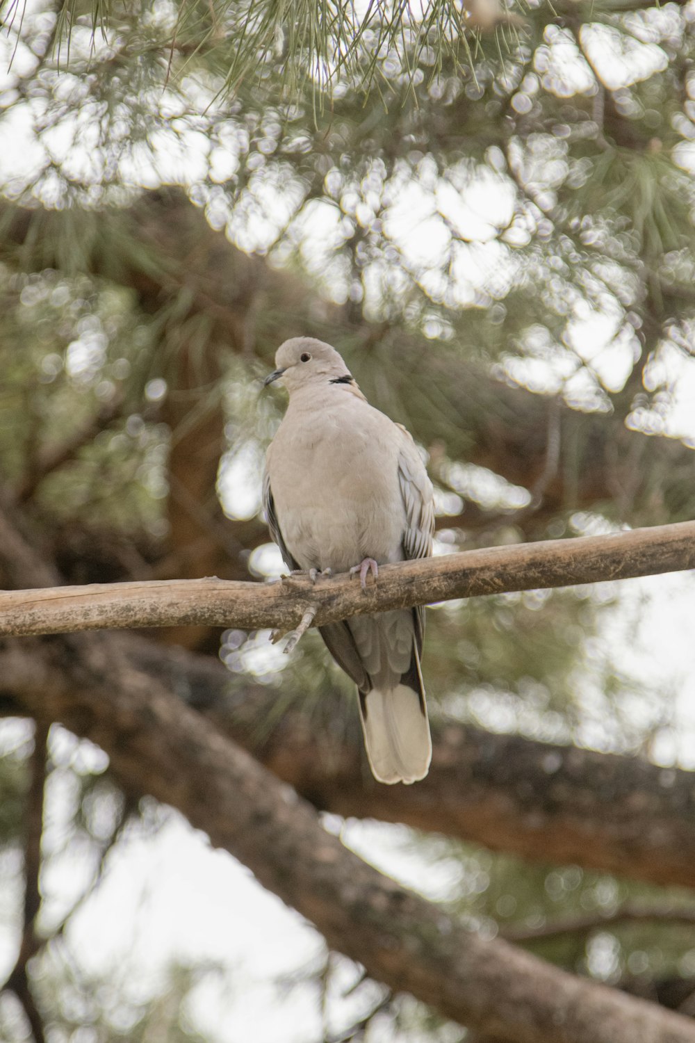 a bird perched on a branch of a tree