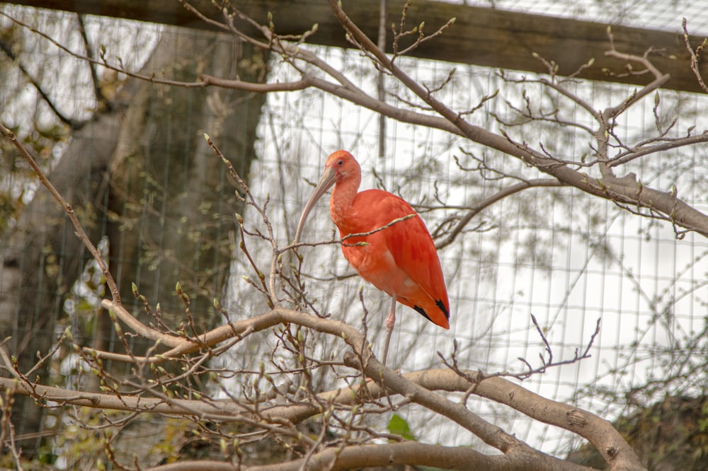 a red bird sitting on top of a tree branch