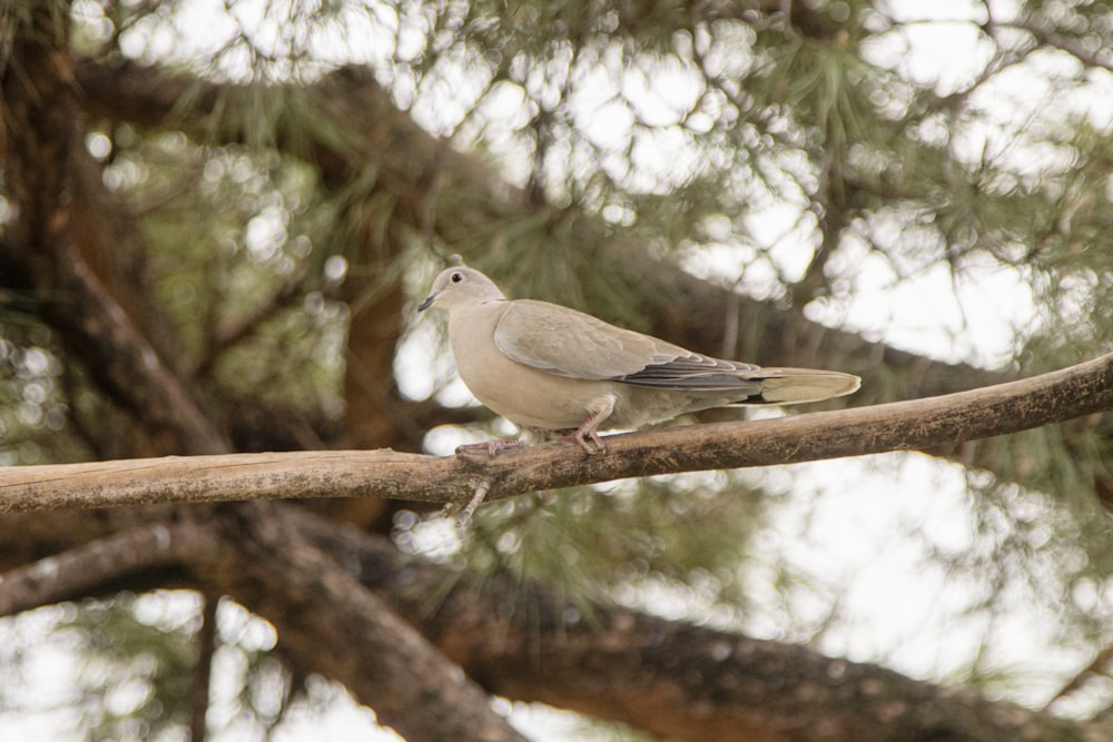 un uccello appollaiato su un ramo di un albero