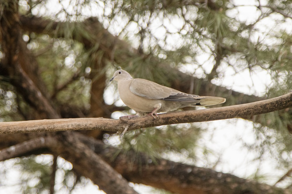 a bird perched on a branch of a tree