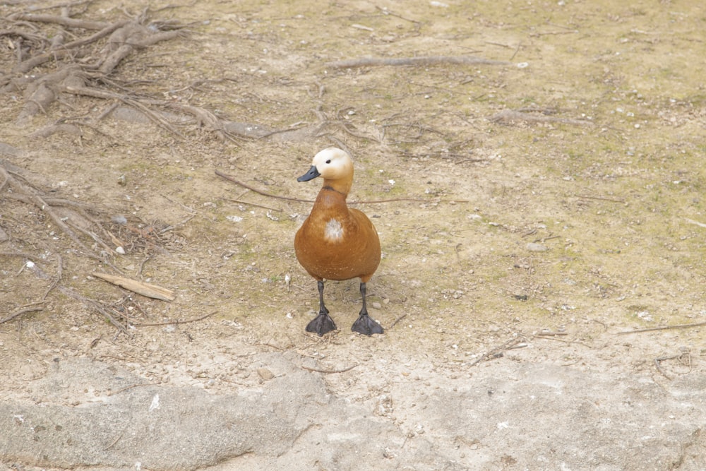 a brown and white bird standing on top of a dirt field