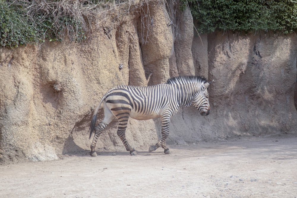 a zebra walking in front of a rock wall