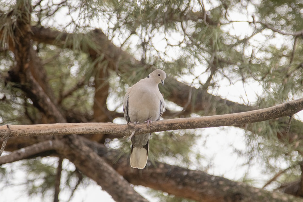 a bird perched on a branch of a tree