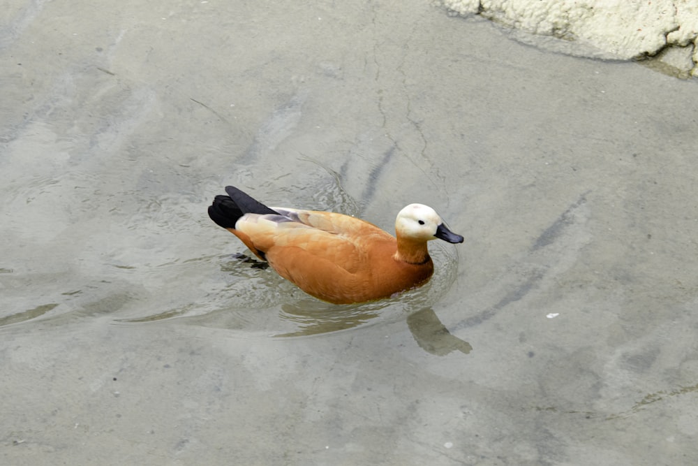 a duck floating in a body of water