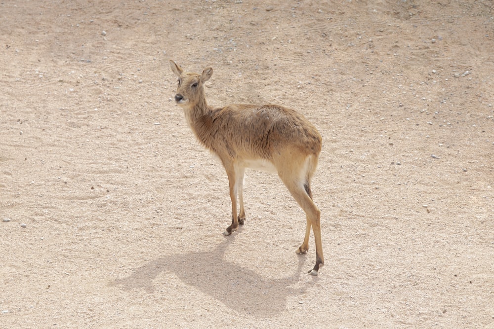 a small animal standing on top of a dirt field