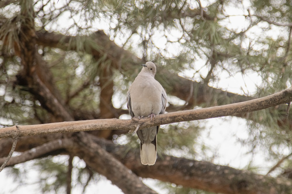 a bird sitting on a branch of a tree