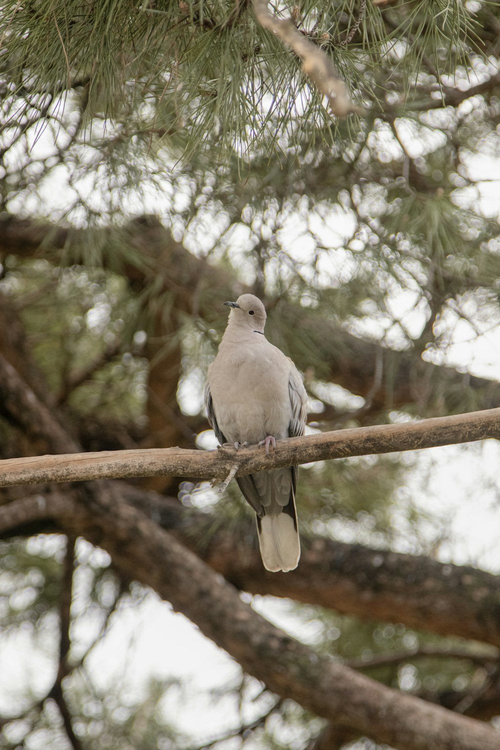 a bird perched on a branch of a tree