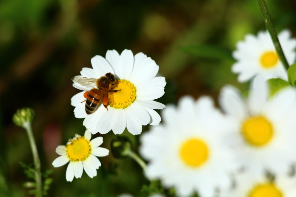 a bee sitting on top of a white flower