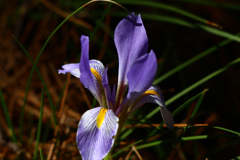 a purple flower with yellow stamens in a grassy area