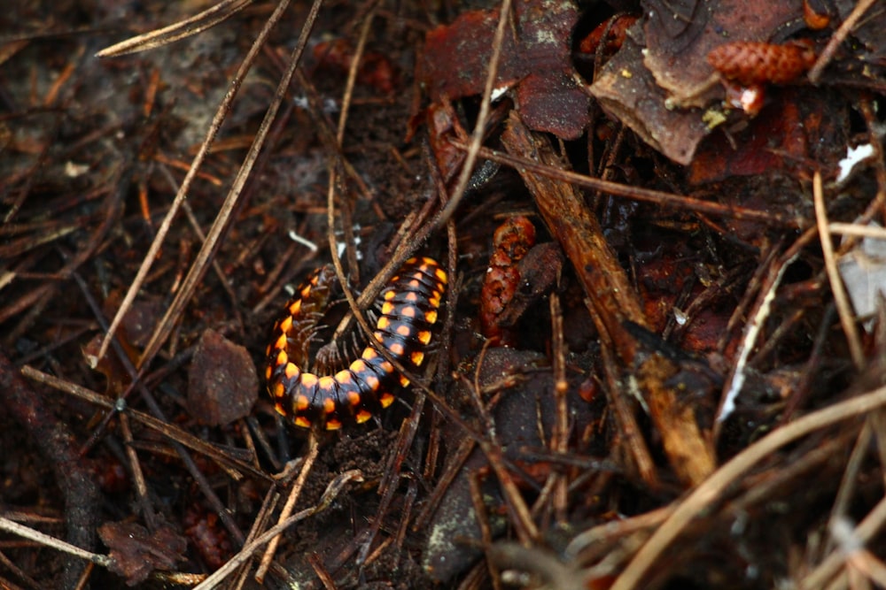 a small orange and black insect on the ground