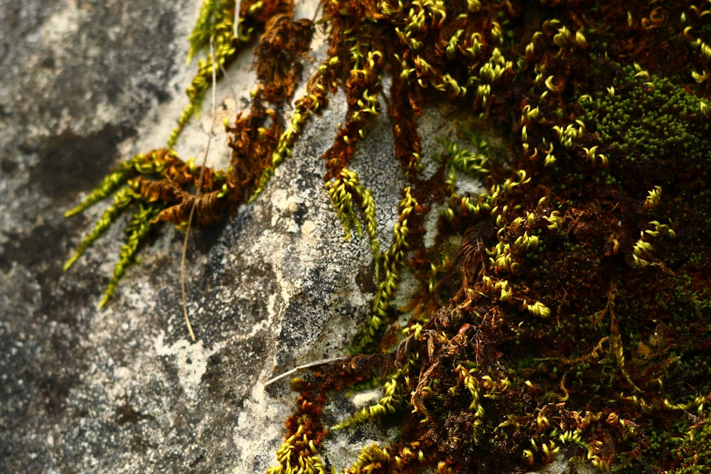 Un primer plano de musgo que crece en una roca