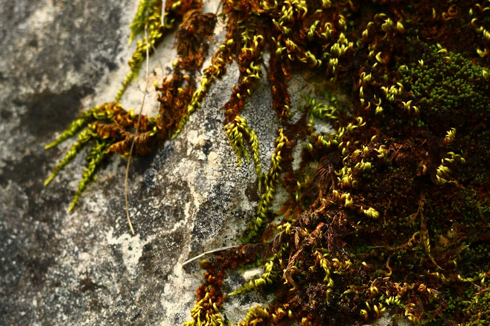 a close up of moss growing on a rock