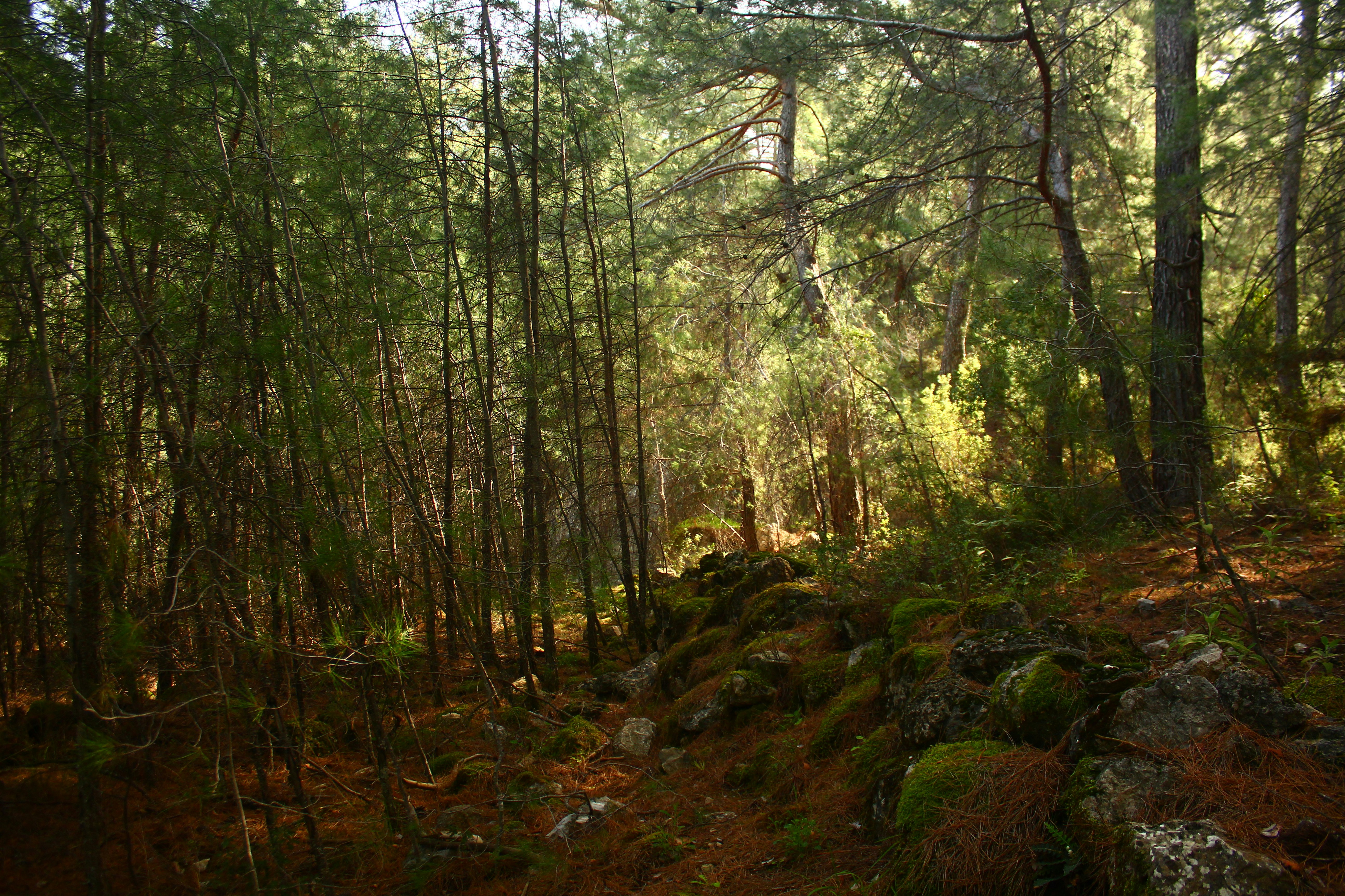 Photo by sevaltorun