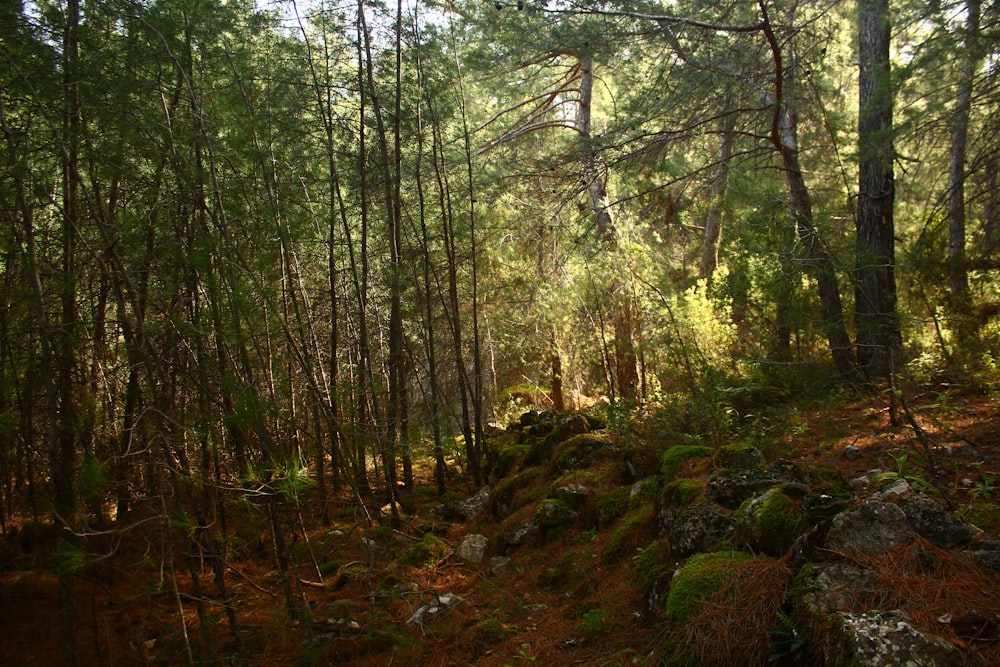 a forest filled with lots of trees and rocks