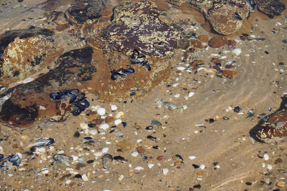 algumas pedras e conchas em uma praia de areia