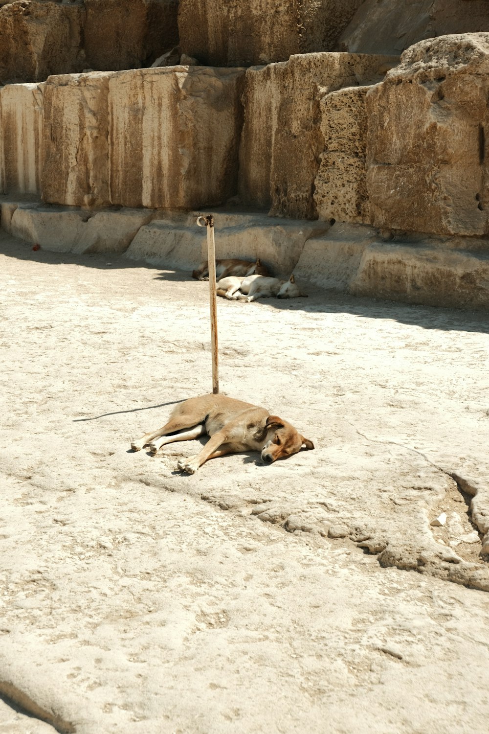 a dog laying on the ground next to a pole