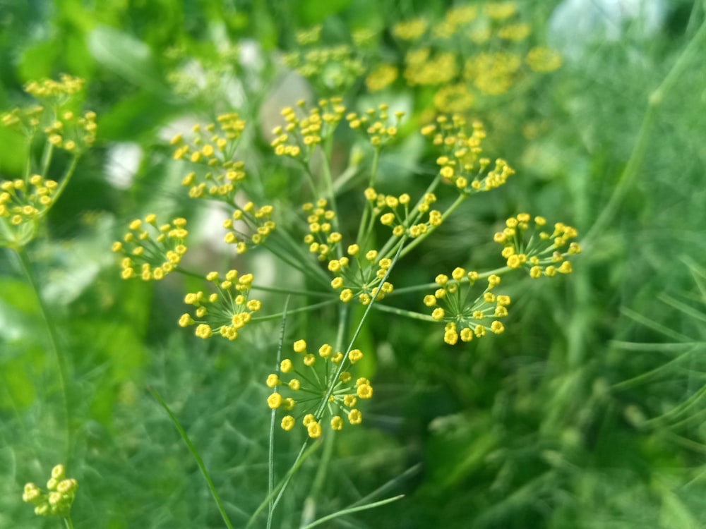 um close up de uma planta com flores amarelas