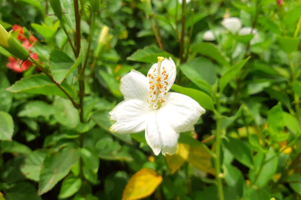 um close up de uma flor branca em um campo