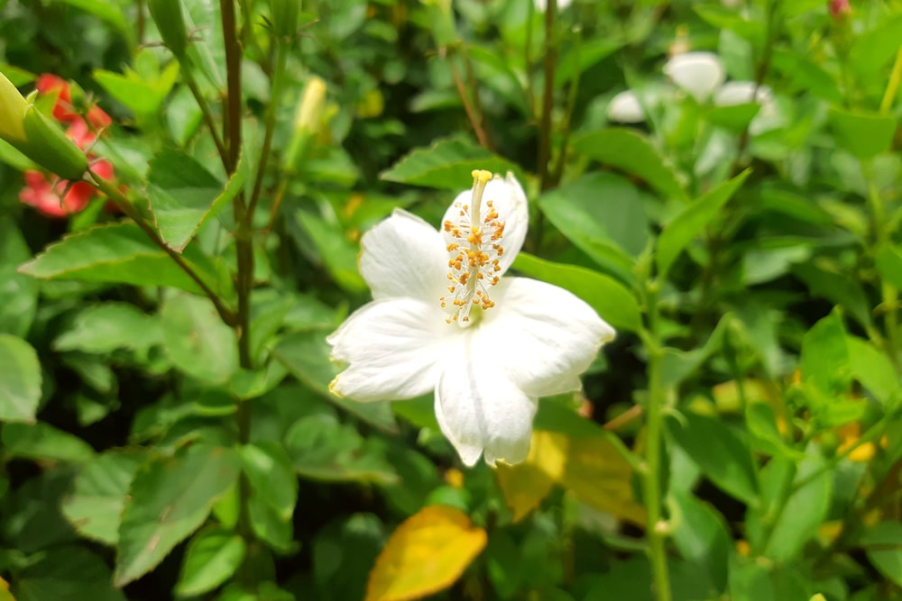 gros plan d’une fleur blanche dans un champ