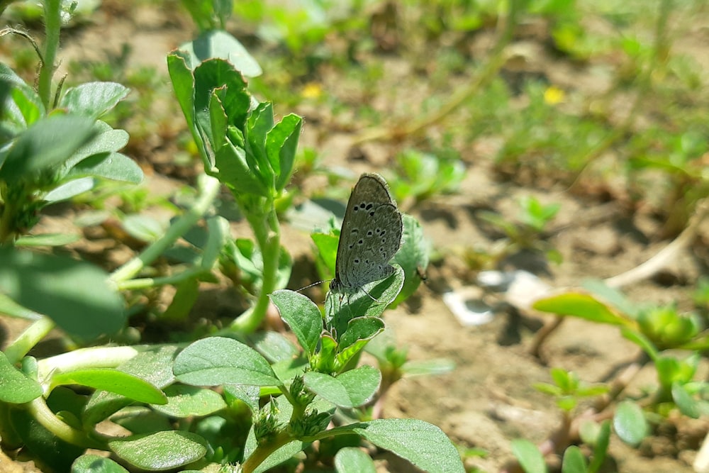 una pequeña mariposa sentada en la parte superior de una planta verde