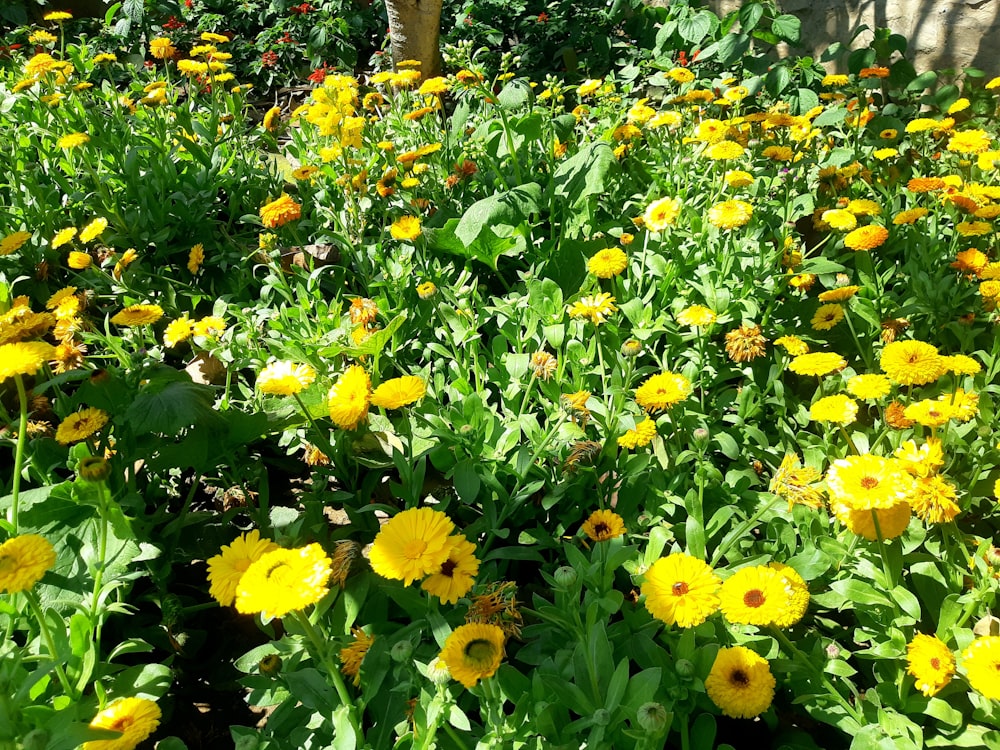 ein Feld voller gelber Blumen neben einem Baum