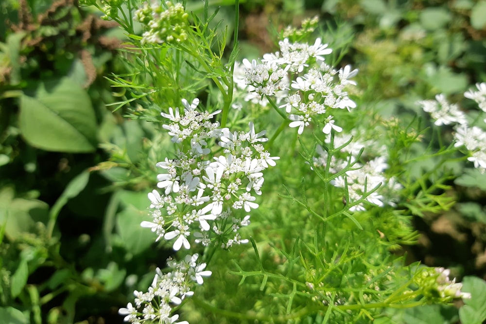 a close up of some white flowers in a field