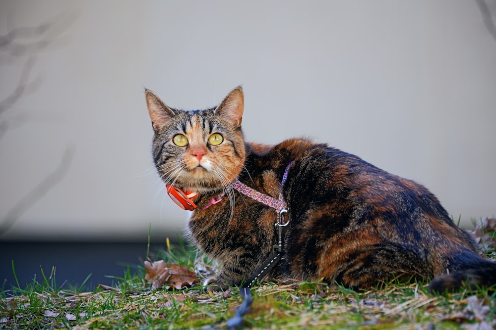 a cat with a collar and leash sitting in the grass