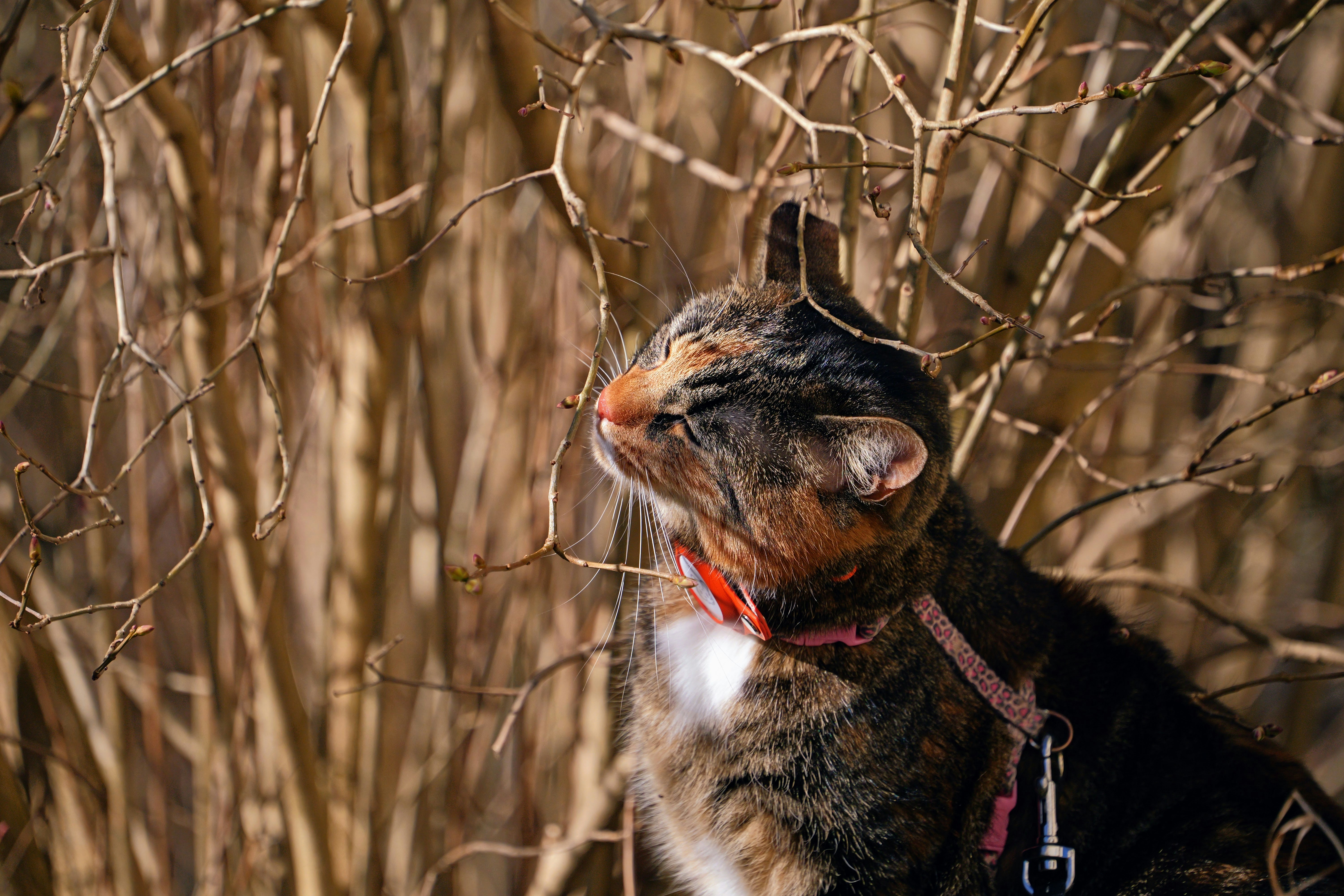 Cats Are Free From Preconceived Notions (image credits: unsplash)