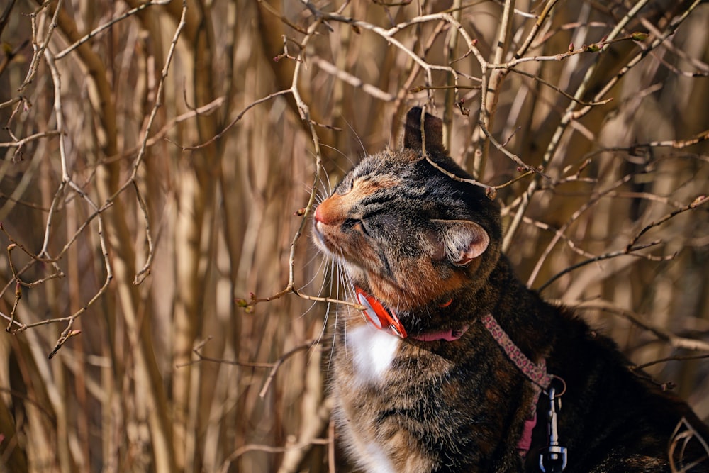 a cat that is sitting in the grass